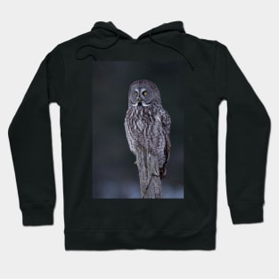 Great Grey Owl Hoodie